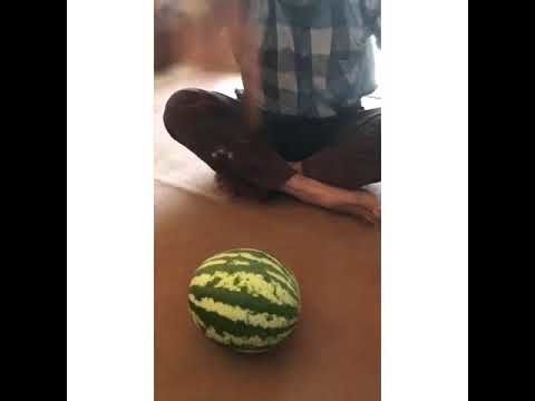 A guy cuts a melon in half with his finger