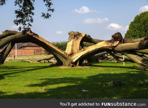 This oak tree was struck by lightning and split into three