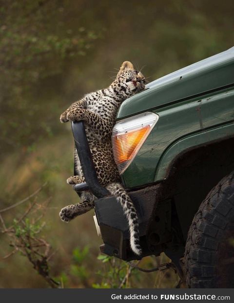 Leopard doing insurance fraud