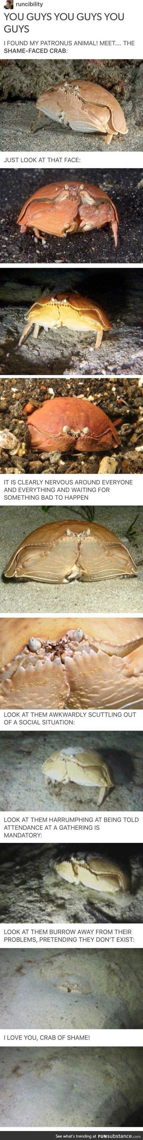 Meet this crab