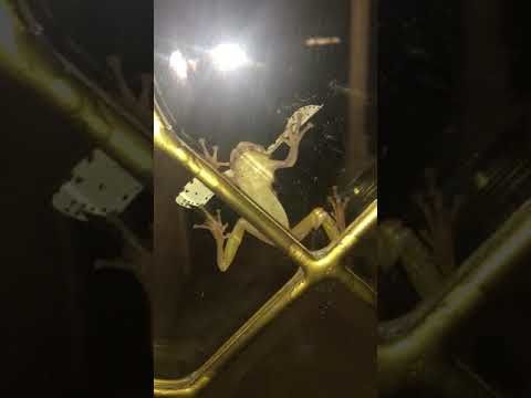 Frog tries to eat a moth that's too big for him