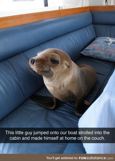 Someone got a guest while they were out to sea