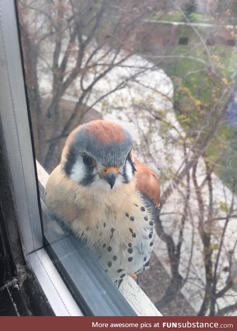 Cute baby bird