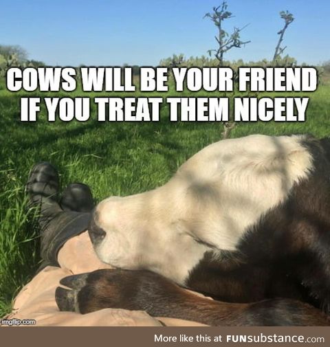 Cows will be your friend if you treat them nicely