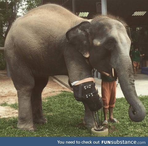 Mosha, the first elephant to receive a prosthetic leg