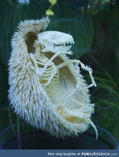 Hedgehog skeleton