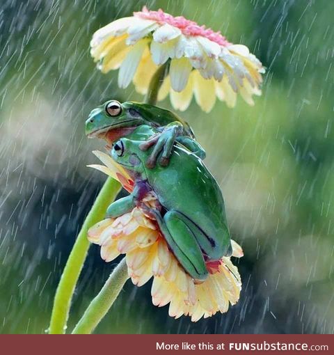 Two frogs using a flower as an umbrella