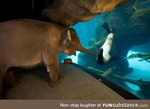 Elephant is allowed to visit other exhibits to prevent boredom