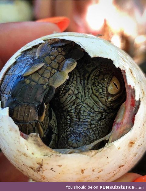Baby crocodile hatching