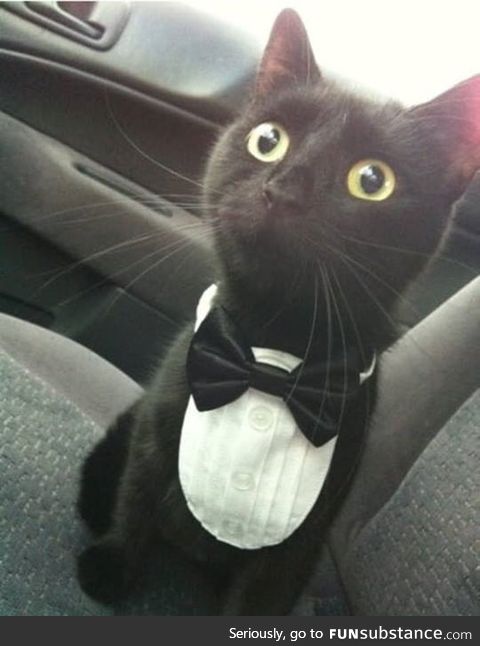 "my name is kitty.. kitty bond!"