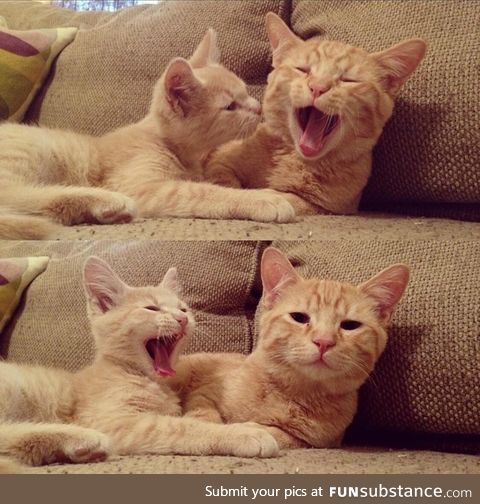 yawning is contagious ;) (did you?)