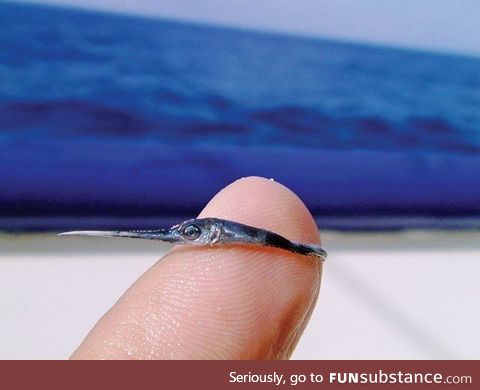 A baby swordfish, this fish can grow to 39 inches in length within a year
