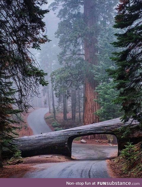 Sequoia National Park, California by Jonathan Irish