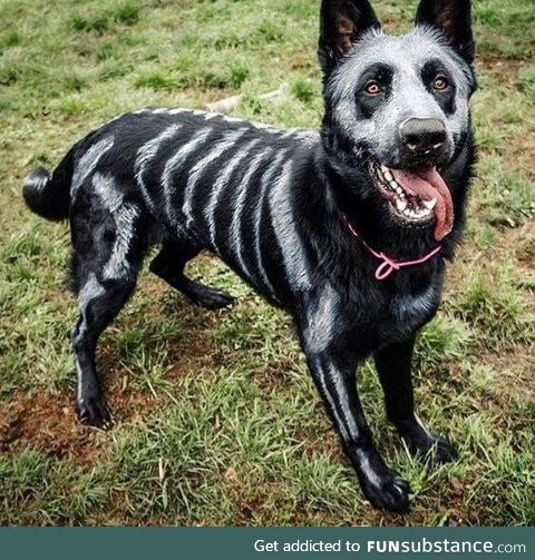 One dog to scare them all