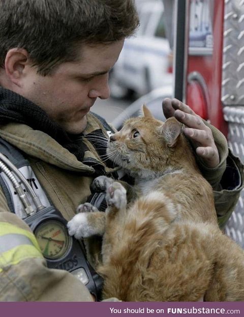 Cat got rescued by firefighter from a burning building