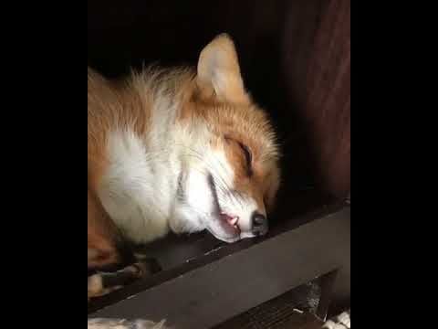 This snoring fox makes the best sound you'll hear all day