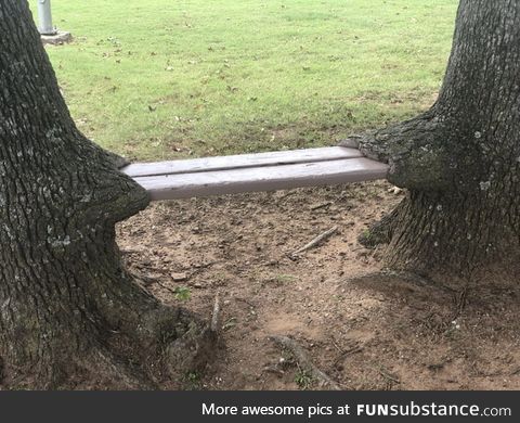 A tree has grown over a bench, this is the result