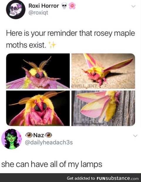 Rosy maple moths