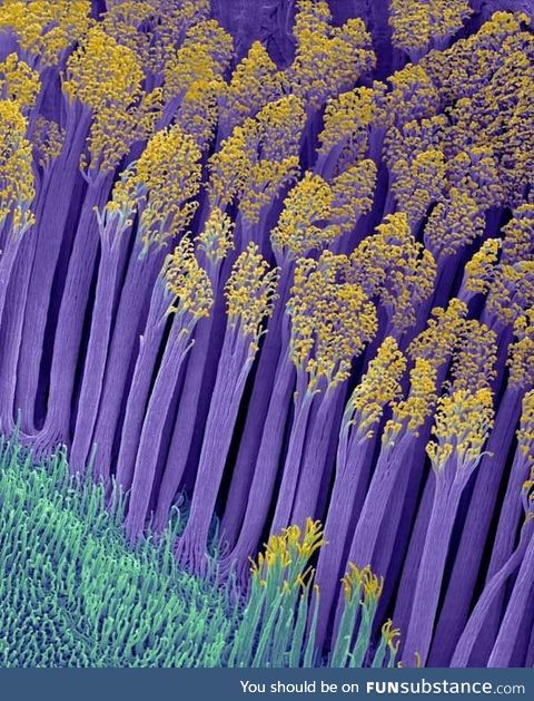 Microscopic foot hair that lets geckos stick to almost any surface