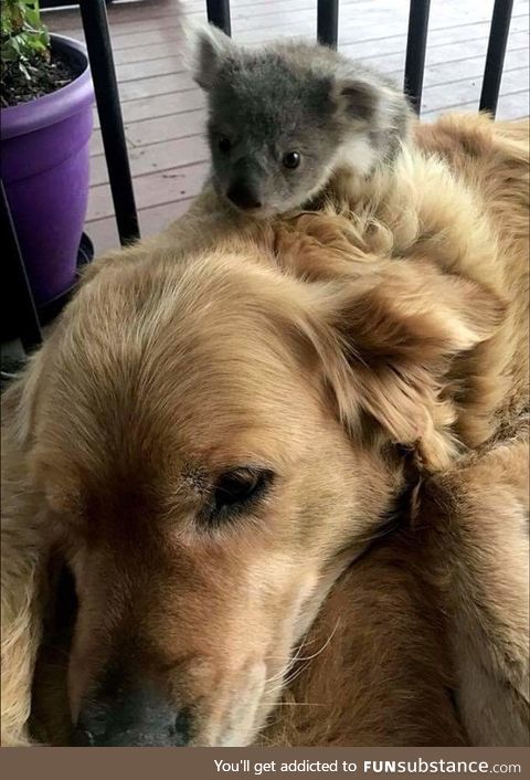 Baby koala riding a dog