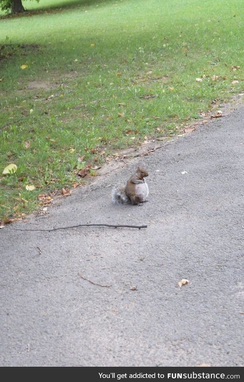 Saw a pregnant squirrel for the first time