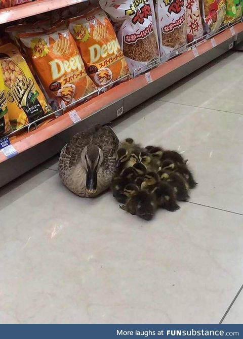 I think someone spilled a bag of ducks near aisle 6