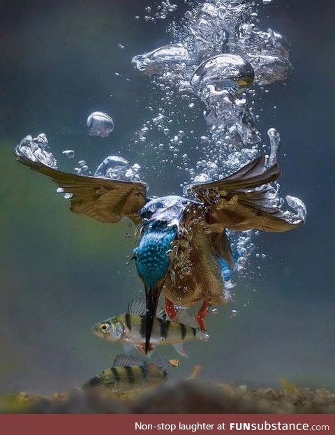 A Kingfisher's underwater hunt