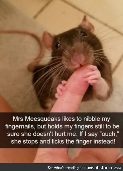 I always wanted a pet rat