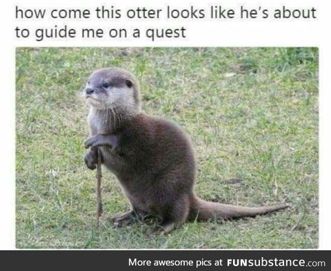 Meanwhile... In otter universe