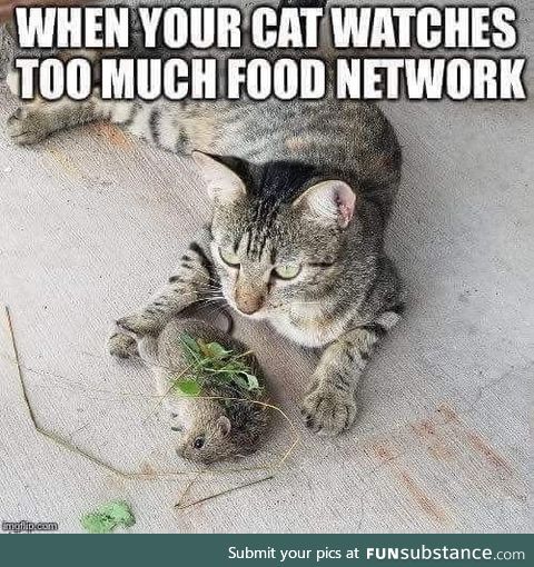 Cats these days