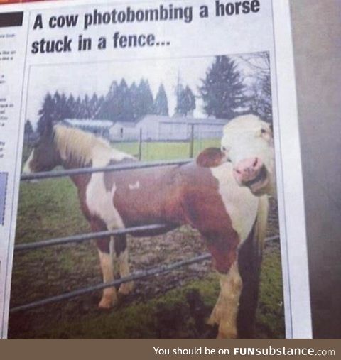 Cow photobombing a horse