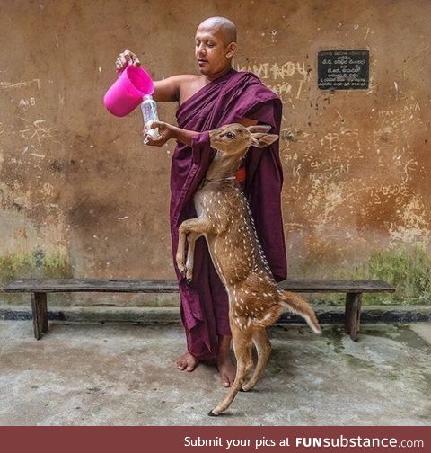 A deer and a monk .