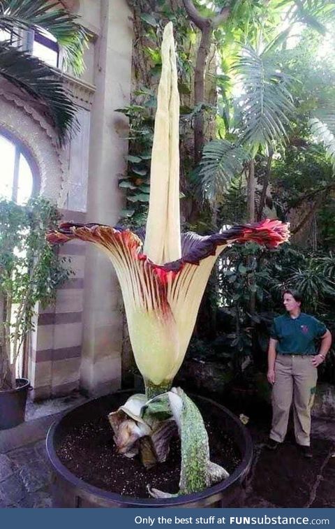 Amorphophallus Titanium, one of the largest flower in the world