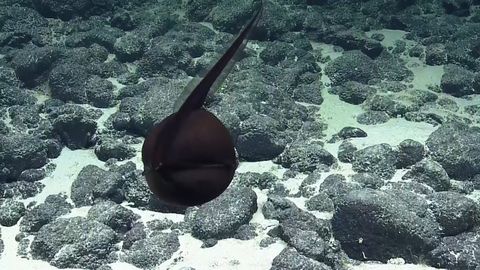 Rarely seen Deep Sea Gulper Eel - First time ever video of it's massive jaws