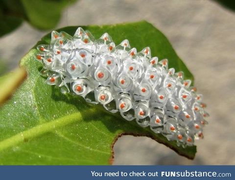 Acraga coa caterpillars translucent goo spikes