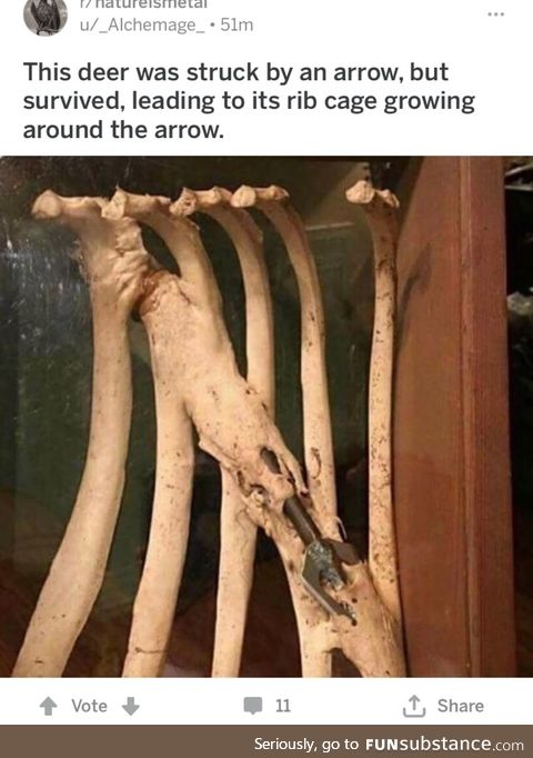 Bone growing around an arrow