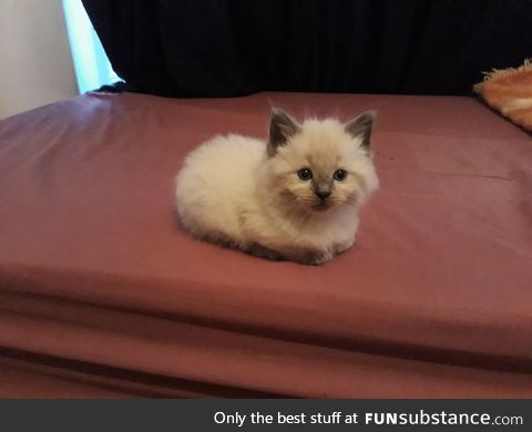 cute little floof <33