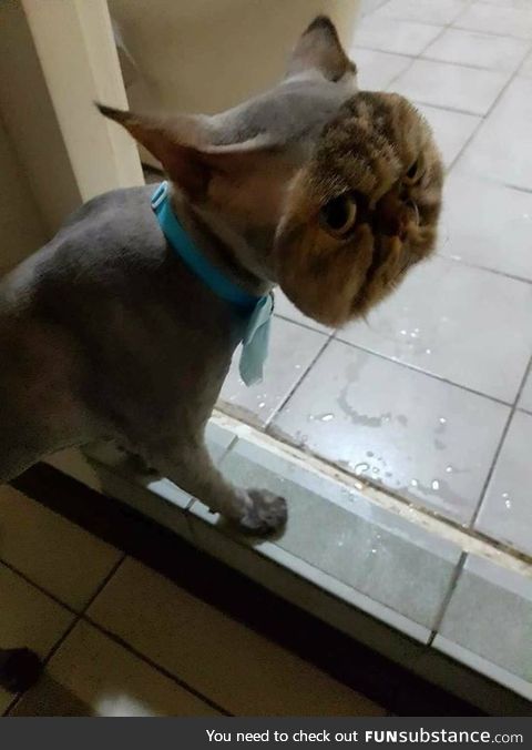 "hooman..? wtf did you do with me??"