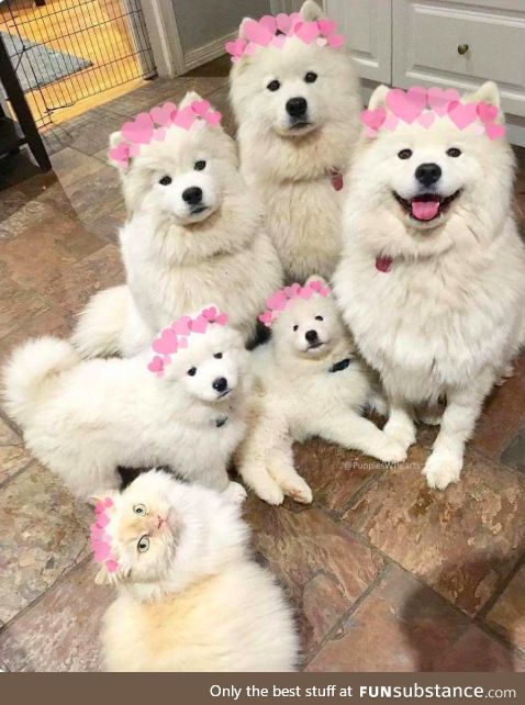 Day 24: They still think i'm one of them