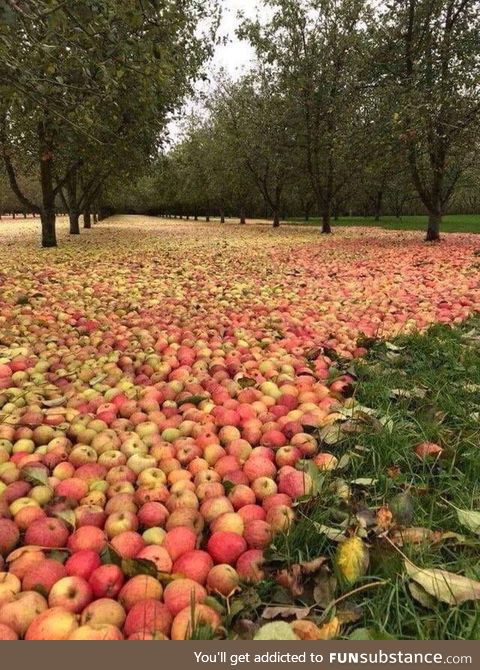 This apple field after the hurricane