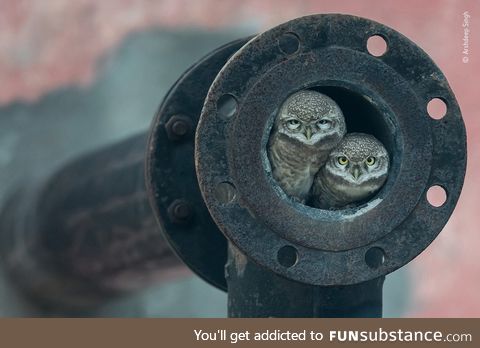 Pipe owls