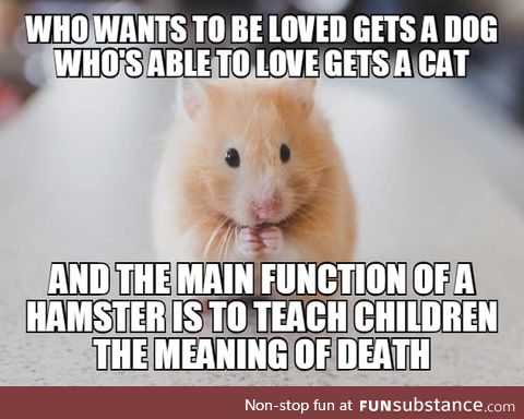 Hamsters are the true heroes