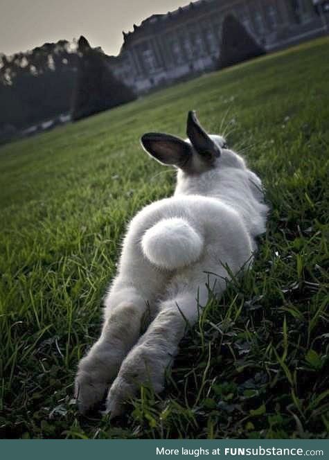 floofy bunny bun bun!