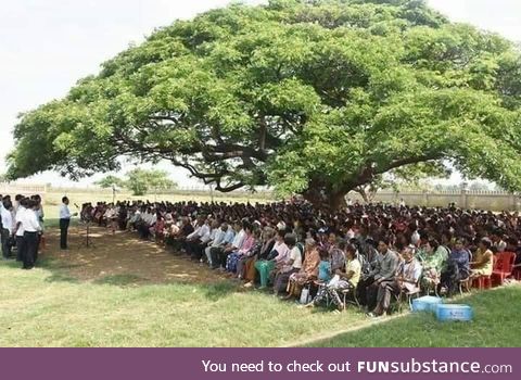 Importance of one mature tree