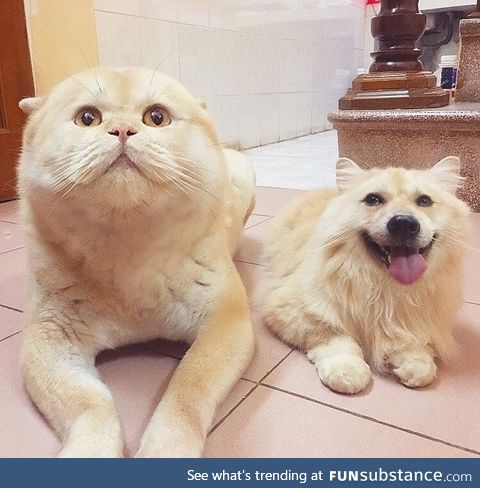 Faceswapped dog and cat