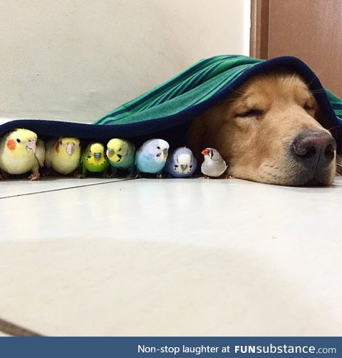 sleepover with his birb friends :D ..