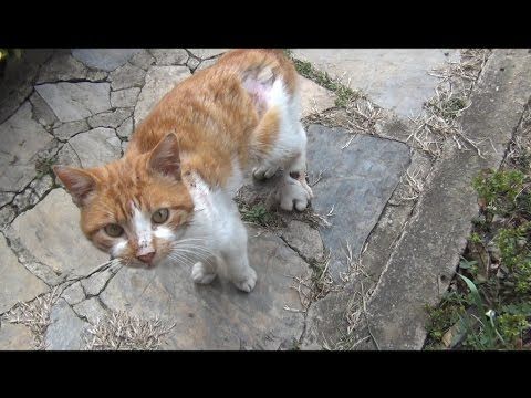 Cat asking for help