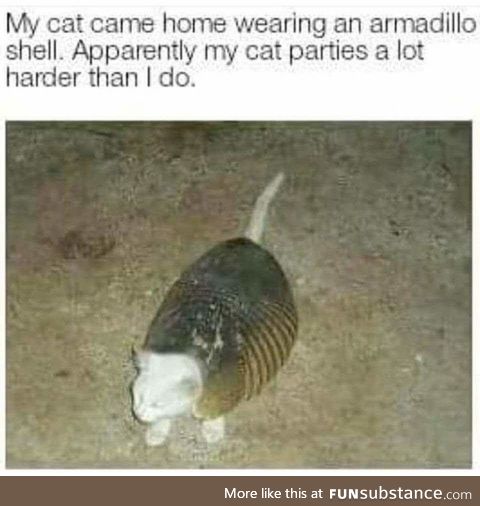 Armored meow