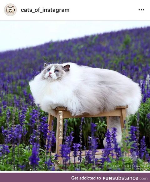 That’s one majestic ass Floof