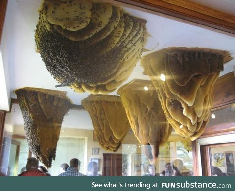 Giant hives hanging from the ceiling enclosed in a glass case with outdoor access at Home